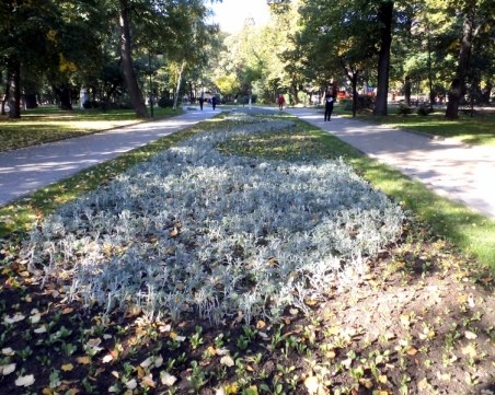 Хиляди есенни цветя разцъфтяха в Пловдив СНИМКИ