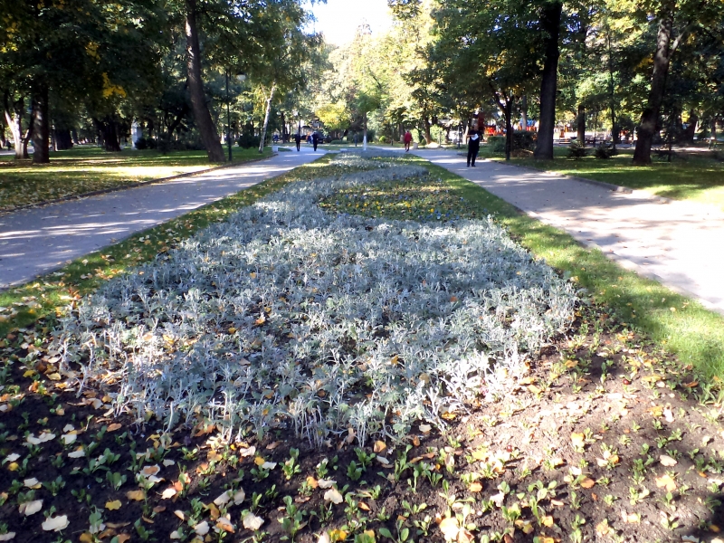Хиляди есенни цветя разцъфтяха в Пловдив СНИМКИ