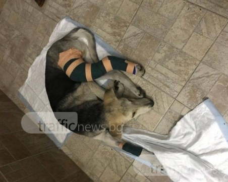 Кученцето, блъснато от кола и спасено от студентка, ще живее! Благодарение на вас