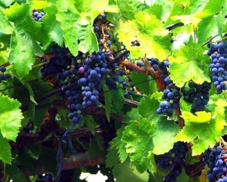 Държавата дава 43,5 милиона за... грозде