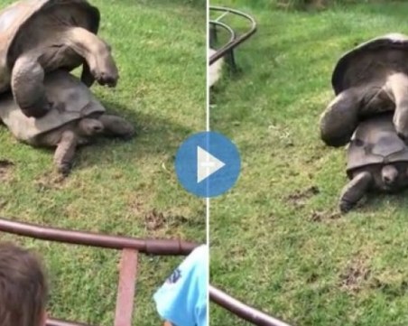 Най-старата костенурка в света се оказа... гей ВИДЕО 18+