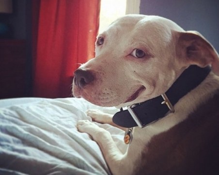 Питбули показват възпитаната си и мила страна пред пловдивчани