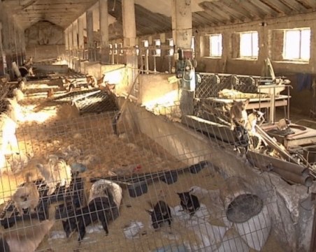 Търговец на кучета отглежда близо 300 в едно помещение