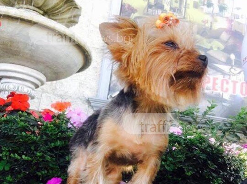 Куче изчезна край Пловдив, собствениците дават награда СНИМКИ