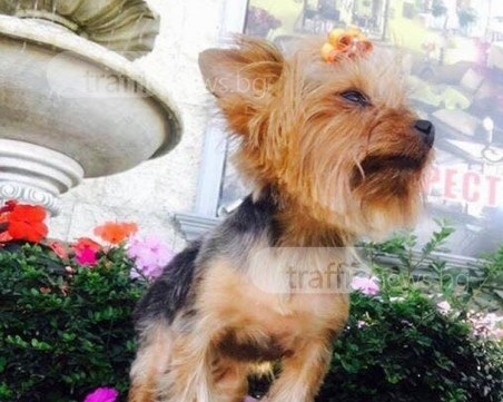 След сигнала на TrafficNews.bg: Намери се загубеното кученце в Белащица