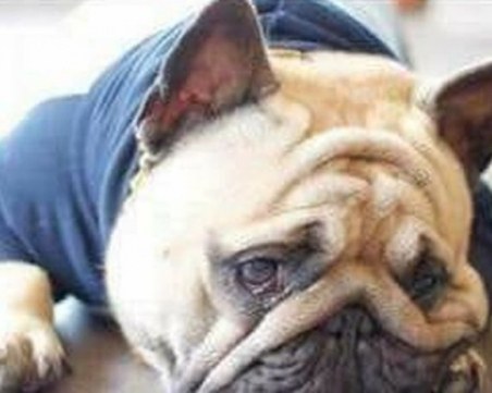 Зверство! Фен на ЦСКА изрита куче и го уби намясто