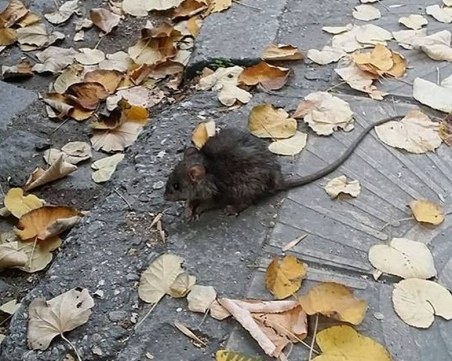 Мишка в Кършияка разнежи пловдивчани - те са над някакви си суеверия...