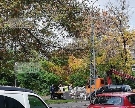 Поредна акция в Пловдив! Роми останаха без каруца на булевард 