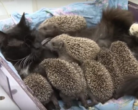 Трогателно ВИДЕО показва как котка осинови и спаси бебета таралежчета