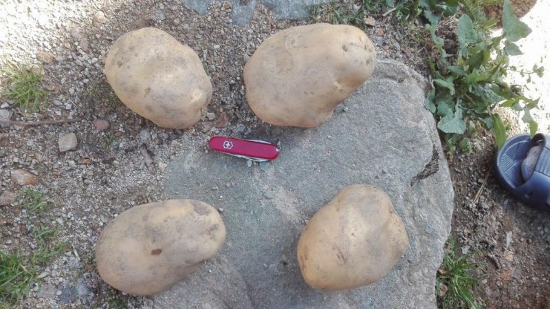 Бивш военен отгледа картоф гигант в Смолянско