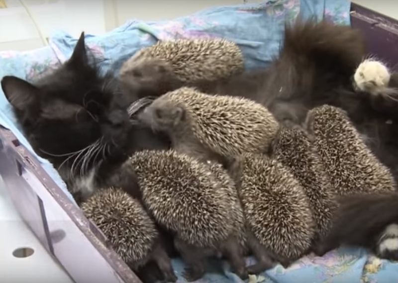 Трогателно ВИДЕО показва как котка осинови и спаси бебета таралежчета