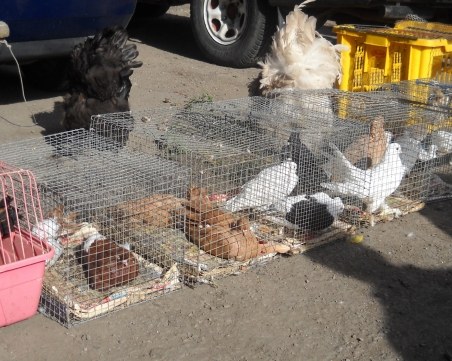 Заради птичия грип: Затвориха пазарите в Асеновград и Раковски