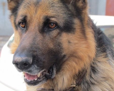 Тор изчезна в Смирненски! Да помогнем на стопаните да го открият СНИМКА