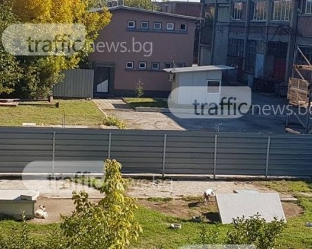 Нови питбули изпълниха двора до Арената на смъртта в Кършияка! СНИМКИ