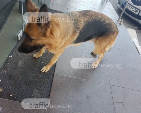 Познавате ли тази немска овчарка? Лута се сама до Централни гробища СНИМКА