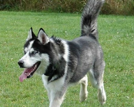 Хъски се изгуби в центъра на Пловдив – чака собственика си в кучешка площадка