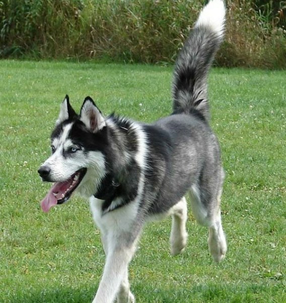 Хъски се изгуби в центъра на Пловдив – чака собственика си в кучешка площадка