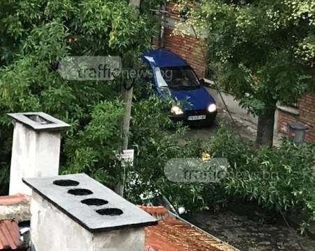 Дървета падат в Пловдив заради бурния вятър, няколко коли пострадаха