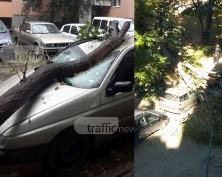 Изумително: Дърво се стовари за втори път върху кола на пловдивчанин за месец СНИМКИ