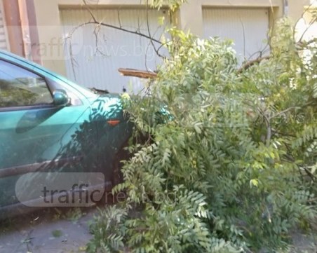 Акация се стовари върху автомобил на пловдивски паркинг