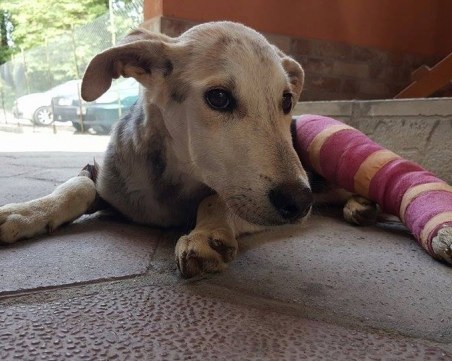 Да намерим дом на кученцето Пир, което студентка спаси от смърт! СНИМКИ