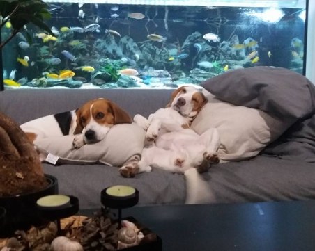 Кучешки живот или живот като на кино? 30 СНИМКИ, които ще ви разсмеят