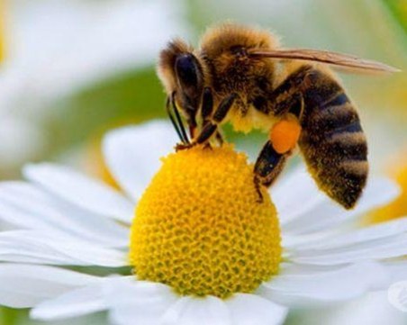 Токсинът на пчелите може да бъде лекарство срещу ХИВ