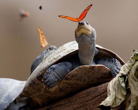 Защо пеперудите пият сълзите на костенурките?