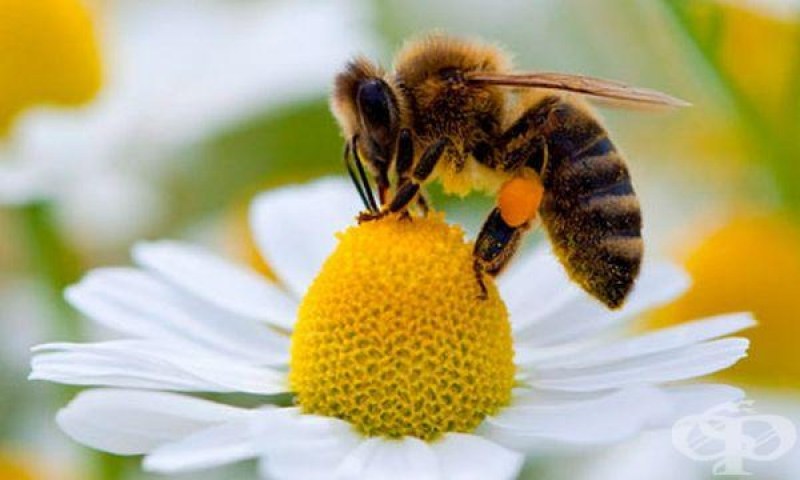 Токсинът на пчелите може да бъде лекарство срещу ХИВ