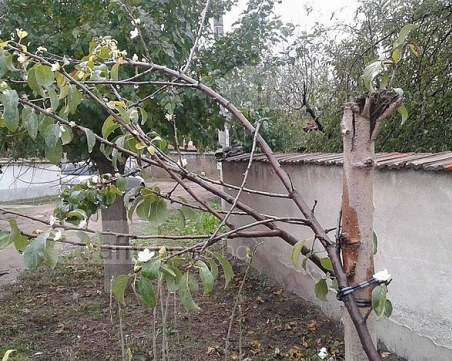 Овошките край Пловдив цъфнаха – чака ли ни сурова зима? СНИМКИ