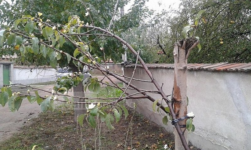 Овошките край Пловдив цъфнаха – чака ли ни сурова зима? СНИМКИ