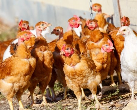 Откриха четири огнища на птичи грип в страната