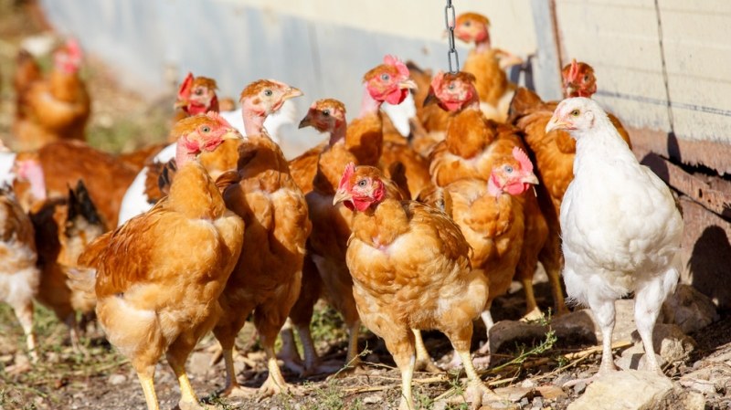 Откриха четири огнища на птичи грип в страната