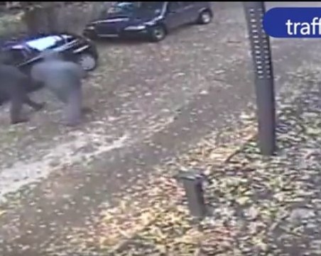 Ето ги мъжете, нападнали и пребили общинарката от Велинград ВИДЕО