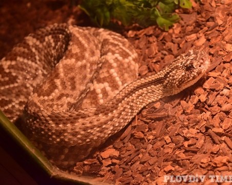 Най-опасните змии на планетата гостуват в Пловдив