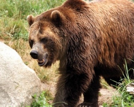 Преди зимния сън: Нови седем нападения на мечки в Смолянско