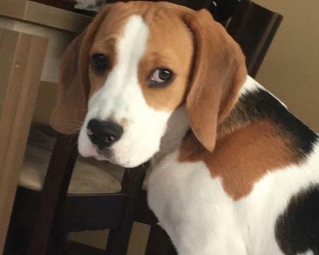 Зиги изчезна в Кършияка! Помогнете да е открием СНИМКА