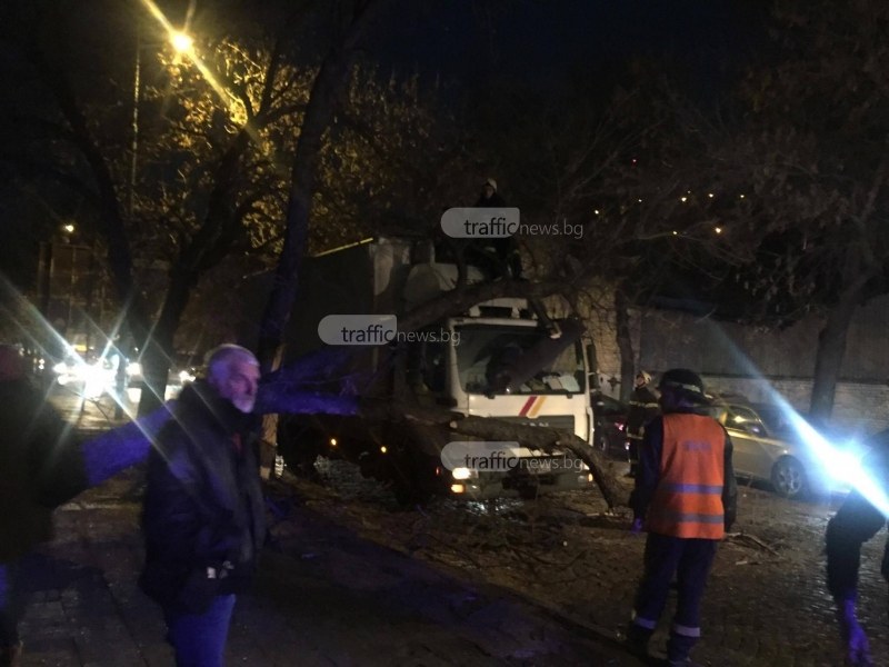 Дърво се стовари върху камион в Пловдив, булевард се задръсти СНИМКИ