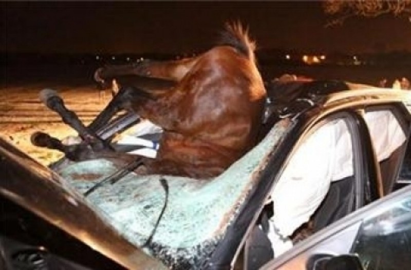 Кланица на пътя! Два коня загинаха при зверска катастрофа с камион и БМВ край Велинград