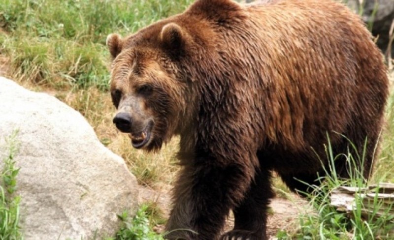 Преди зимния сън: Нови седем нападения на мечки в Смолянско