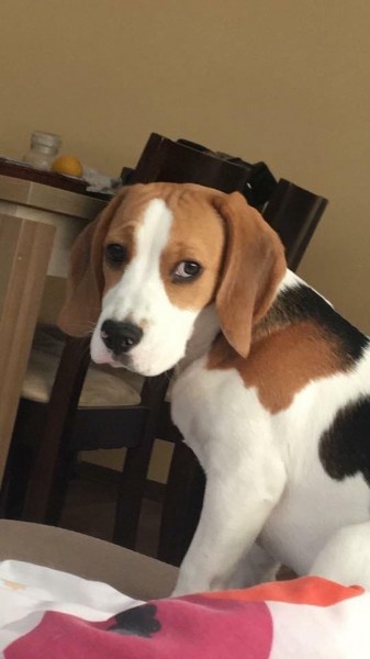 Зиги изчезна в Кършияка! Помогнете да е открием СНИМКА