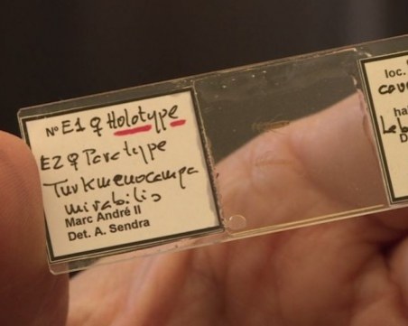 Наш учен откри непознато членестоного