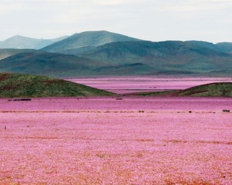 Природен феномен: пустиня се превърна в оазис от розови цветя СНИМКИ