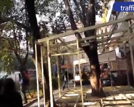 Зарзаватчии режат дърво в центъра на Пловдив, пречело им ВИДЕО