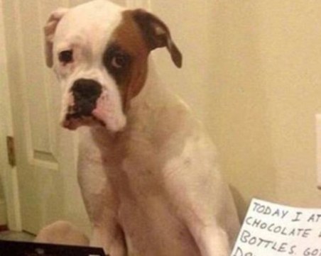 Пияно до козирката куче разбуни духовете в социалните мрежи СНИМКИ