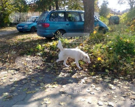 Белият зъб се скита сам в Прослав! Познавате ли стопаните СНИМКИ