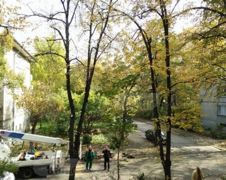 Две липи, магнолия и нар паднаха под брадвата на общинските градинари в Пловдив СНИМКИ