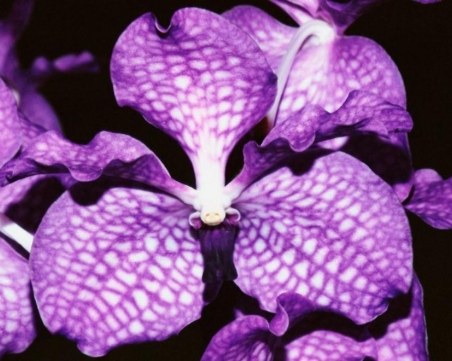 Откриха нов вид орхидеи в Китай