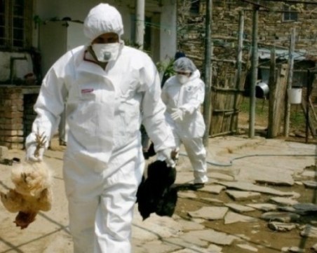 Птичият грип отново избухна у нас, може ли хората да се заразят?