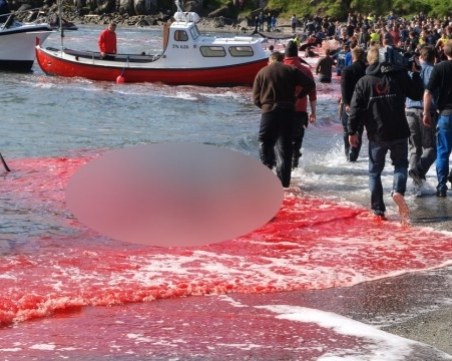 Жестоко! Заснеха тайно лова на китове във Фарьорските острови СНИМКИ